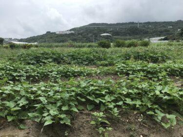 2月3日（土）農業６次化のお仕事体験